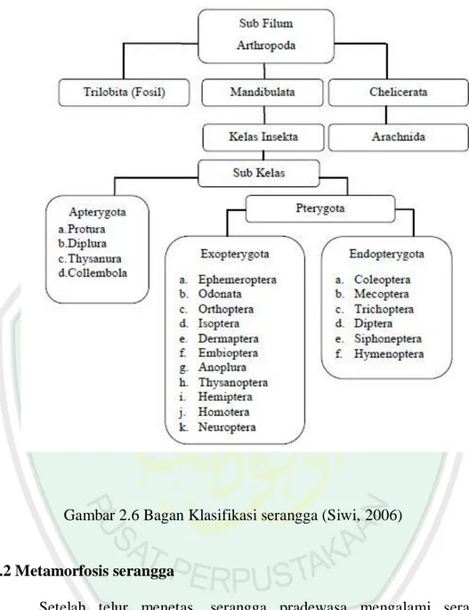 Gambar 2.6 Bagan Klasifikasi serangga (Siwi, 2006) 
