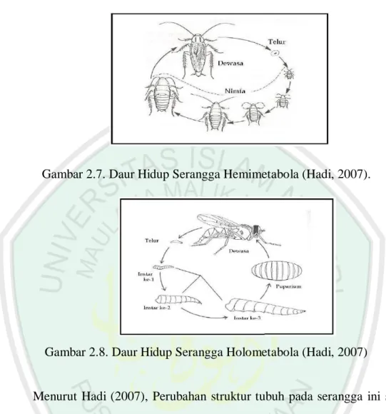 Gambar 2.7. Daur Hidup Serangga Hemimetabola (Hadi, 2007). 