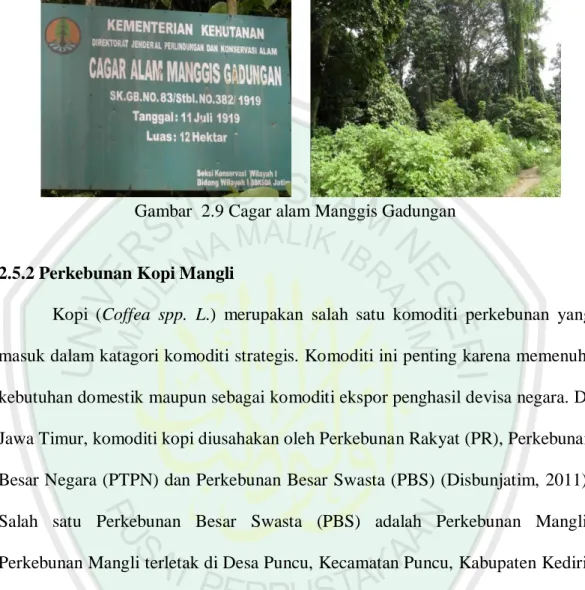 Gambar  2.9 Cagar alam Manggis Gadungan 