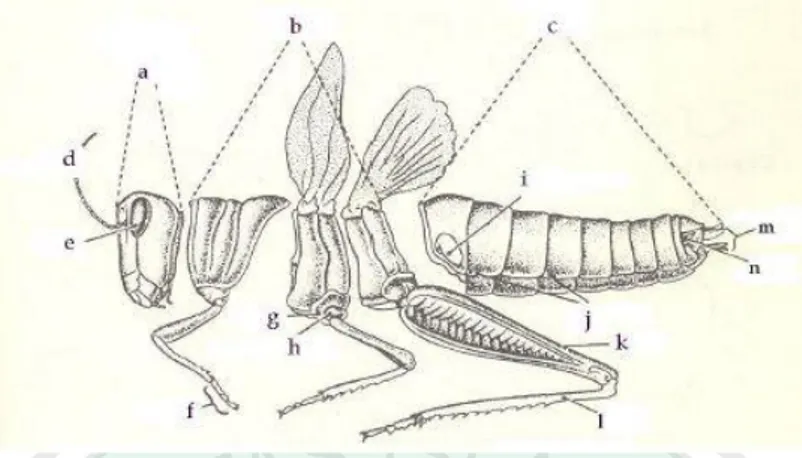 Gambar 2.1. Morfologi umum serangga, dicontohkan dengan belalang  (Orthoptera)(a) kepala, (b) toraks, (c) abdomen, (d) antena, (e) mata, (f) tarsus,  (g) koksa, (h) trokhanter,       (i) timpanum, (j) spirakel, (k) femur, (l) tibia, (m) 