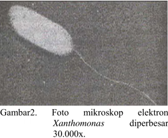 Gambar 1.Pertanaman padi terserang hawar  daun bakteri. 