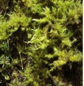 Gambar 11. Acroporium lamprophyllum 