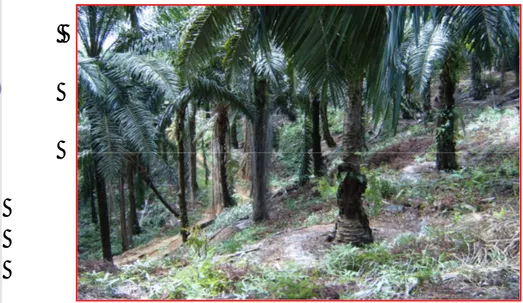 Gambar 11. Kondisi topografi areal kelapa sawit di kebun Sei Meranti. 