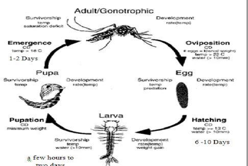 Gambar 4. Siklus hidup nyamuk Aedes sp  Sumber : Hopp MJ dan Foley J 20 