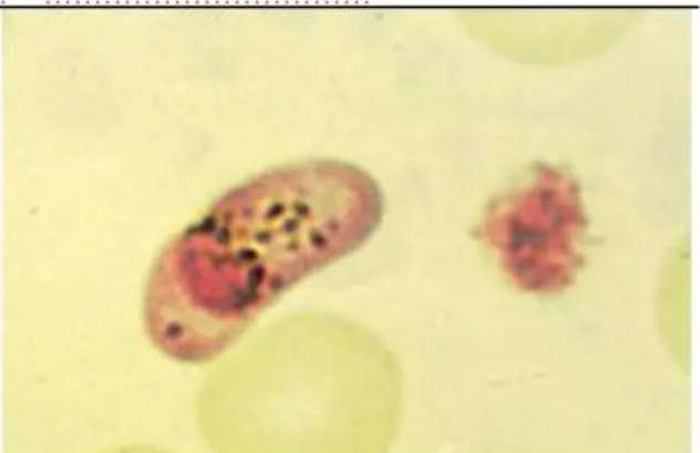Gambar 5. Bentuk mikrogametosit Plasmodium falciparum  dengan perbesaran 100x (Sumber: Prianto dkk, 2010) 