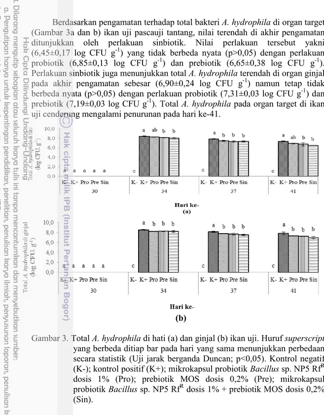 Gambar 3. Total A. hydrophila di hati (a) dan ginjal (b) ikan uji. Huruf superscript  yang berbeda ditiap bar pada hari yang sama menunjukkan perbedaan  secara  statistik  (Uji  jarak  berganda  Duncan;  p&lt;0,05)