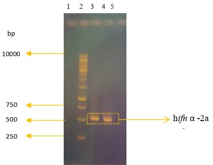 Gambar 3 Produk PCR gen  human ifn-α2a. (1): kosong, (2): DNA Ladder 1 kb,(3 & 4): amplikon gen hifn-α2a  