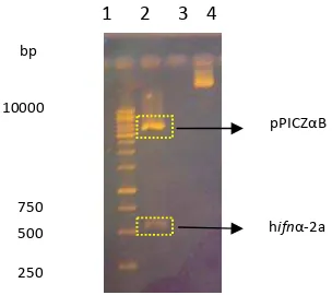 Gambar 4 Hasil restriksi plasmid rekombinan (pPICZαB-ifnα2a) dengan enzim Xho1 & Xba1