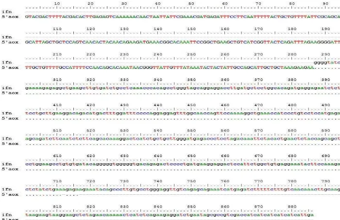 Gambar 6 Hasil pensejajaran urutan nukleotida hifn-α2a pada plasmid   rekombinan pPICZαB-hifnα2a dengan primer 5’AOX 