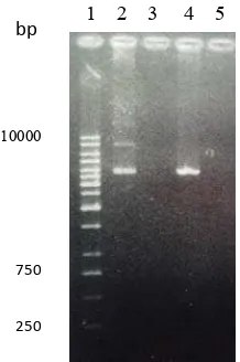 Gambar 8 Hasil linearisasi klon 6. (1): DNA marker 1 Kb,  (2): plasmid rekombinan pPICZαB-ifnα2a tidak dipotong, (3): kosong, (4): plasmid rekombinan pPICZαB-ifnα2a dipotong  BstX1  