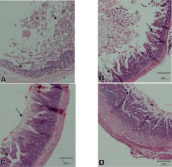 Gambar  2.  Histopatologi  usus  halus  tikus  putih  kontrol  positif  (P1),  tampak  struktur  vili  mengalami  nekrosis  berat  (A)