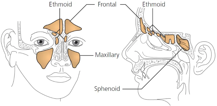 Gambar 2.1. Anatomi Sinus Paranasal (Patel, 2007) 