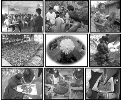 Fig. 3. Cofee Based Agribusiness, Start from Plant   Management, Seed Collecting, Selecting, Drying, Roasting, Grinding, and Packaging as well as Seedling Preparation