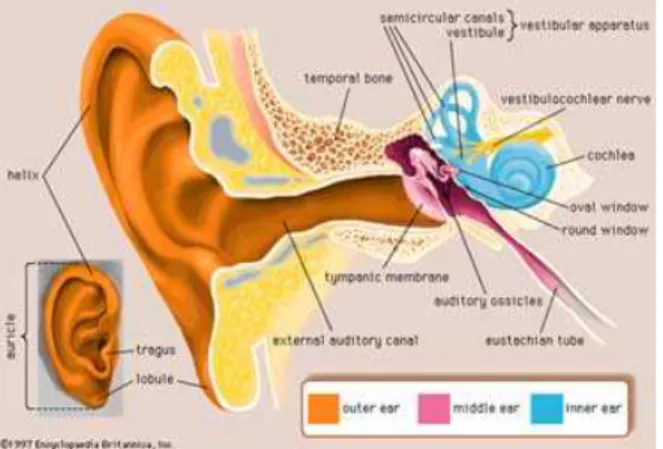 Gambar  2.1 Anatomi  telinga  Sumber : www.ebme.co.uk 