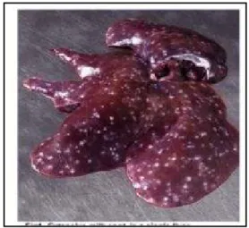 Gambar 2. Milk Spot Liver 