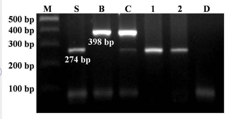 Gambar 13 Visualisasi hasil amplifikasi DNA sampel daging giling SM1 pada gel 