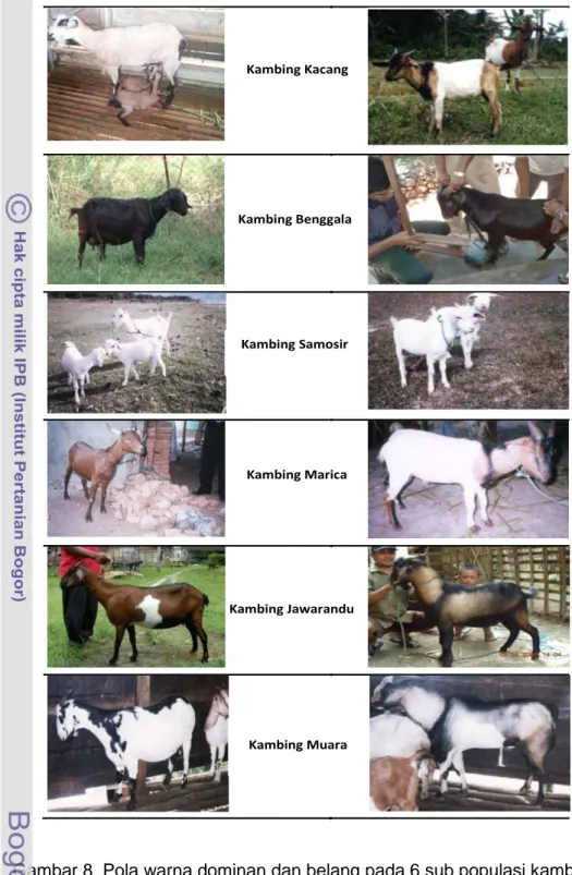 Gambar 8  Pola warna dominan dan belang pada 6 sub populasi kambing lokal 