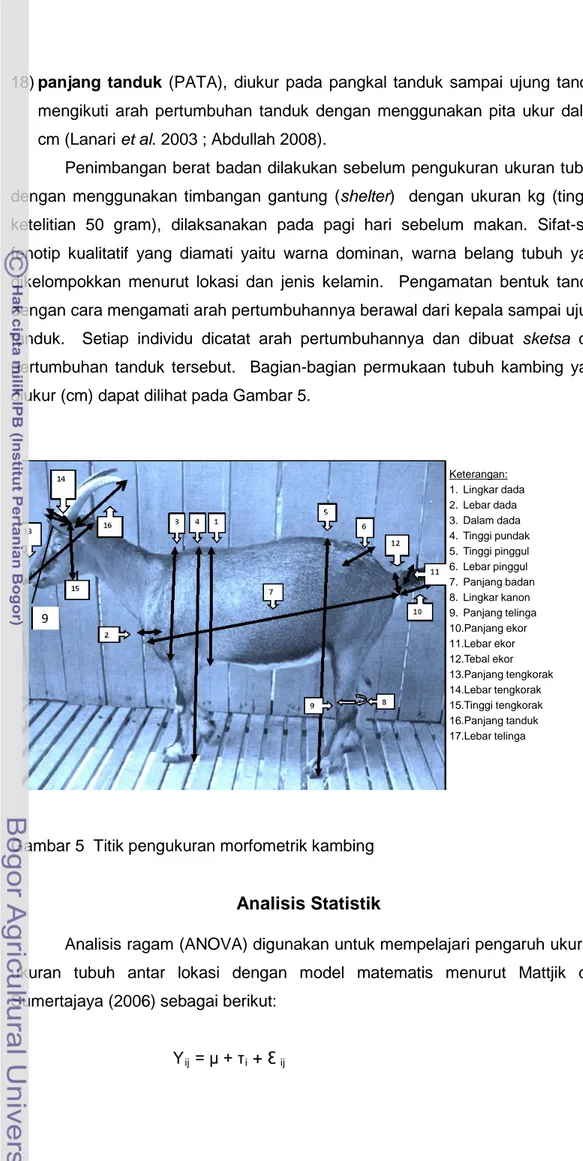 Gambar 5  Titik pengukuran morfometrik kambing 