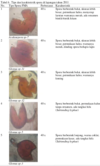 Tabel 6.  Tipe dan karakteristik spora di lapangan tahun 2011 