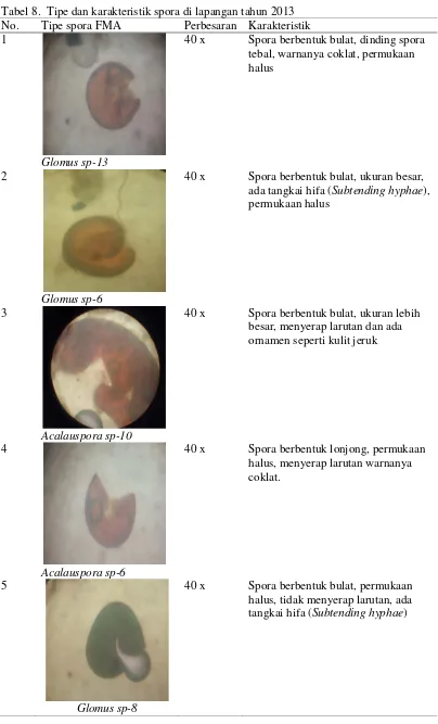 Tabel 8.  Tipe dan karakteristik spora di lapangan tahun 2013 