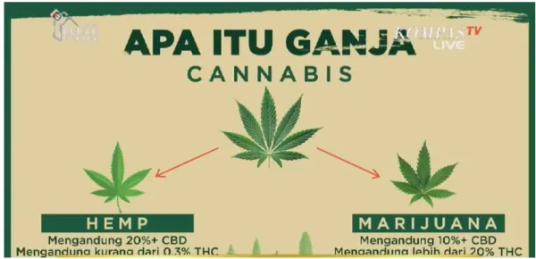 Gambar 2.Klasifikasi ganja 