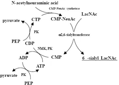 Figure 5. Synthesis of 2,6--sialyllactose with recycling of CMP-Neu5Ac. PK, pyruvate kinase; NMK, nucleoside monophosphate kinase; PEP, phosphoenol pyruvate (Koizumi, 2003) 