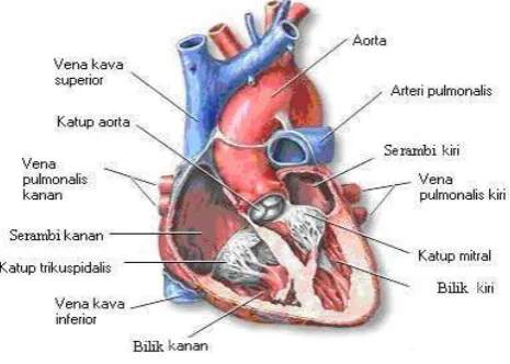 Gambar 2.3 Posisi jantung pada tubuh manusia 
