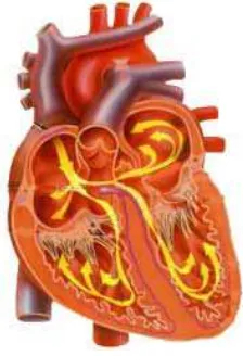 gambar arah aliran darah yang keluar masuk jantung. 