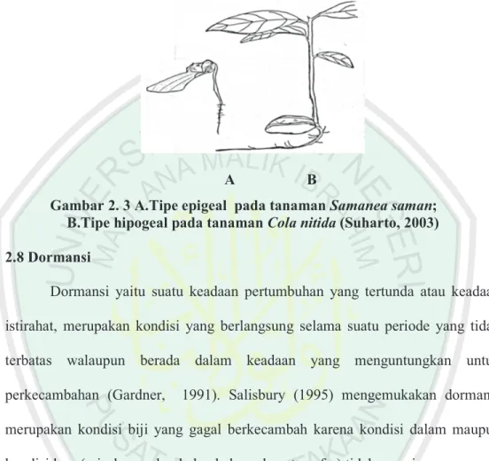 Gambar 2. 3 A.Tipe epigeal  pada tanaman Samanea saman;   B.Tipe hipogeal pada tanaman Cola nitida (Suharto, 2003)  2.8 Dormansi 