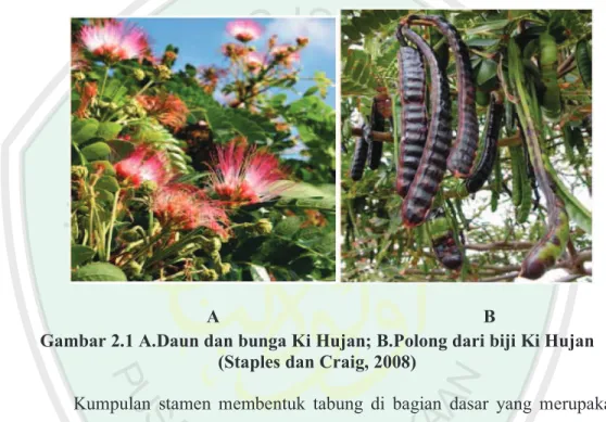 Gambar 2.1 A.Daun dan bunga Ki Hujan; B.Polong dari biji Ki Hujan  (Staples dan Craig, 2008) 