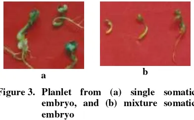 Figure 3. Planlet from (a) single somatic 