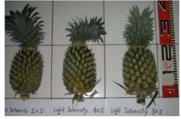 Figure 1. Pineapple fruit body. From left, the fruit was grown under relative light intensity of 20, 40, and 80 %