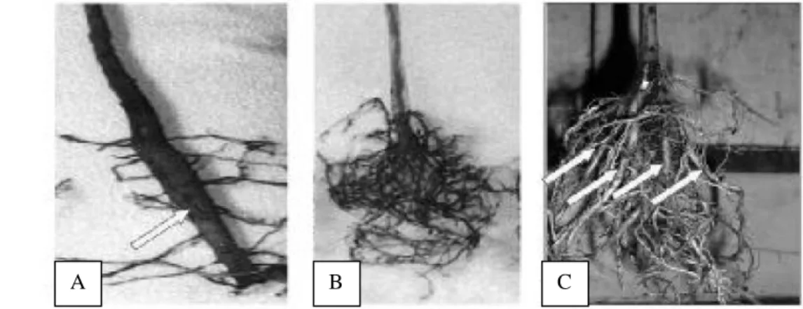 Gambar  1   Perakaran jati dari (A) biji, (B) kultur jaringan, (C) stek pucuk JUN (Soeroso  dan Soetardjo 2009)