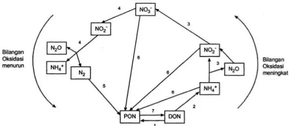 Gambar 2. Skema Siklus Biogeokimiawi Nitrogen: 1) remineralisasi, 2) amonifikasi, 3) nitrifikasi, 4)  denitrifikasi (reduksi nitrat disimilatori), 5) fiksasi nitrogen, 6) reduksi nitrogen asimilatori,  7) asimilasi DON (LIBES, 1992)