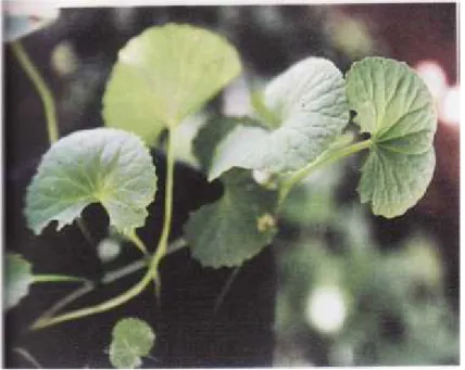 Gambar 2.2 Pegagan Sumber : Kristanti, (2010)