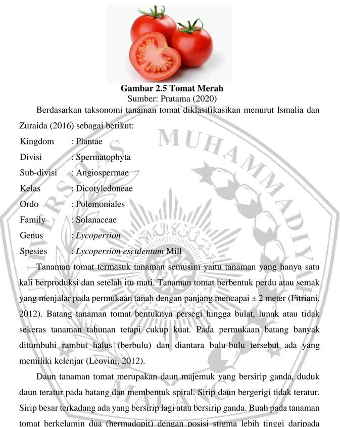 Gambar 2.5 Tomat Merah  Sumber: Pratama (2020) 