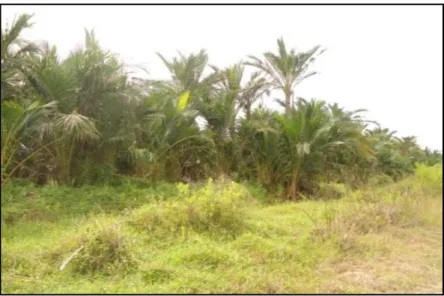 Figure 1. Sago palm population at Darul Takzim village, Tebing Tinggi Barat District. 