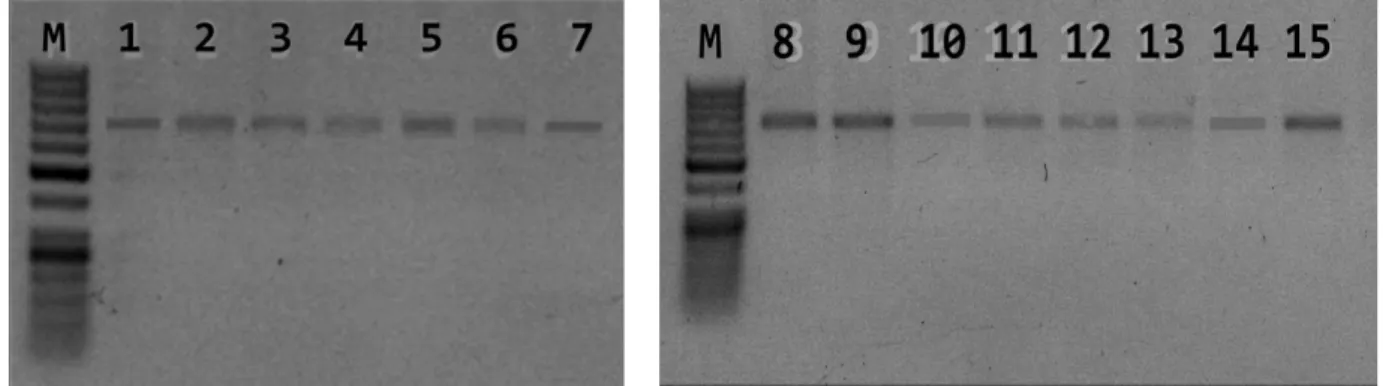 Gambar 2. Elektroforegram produk PCR pada gel agaros 1,2%. 1. Ketip gunung sari,   2. Ampyang, 3