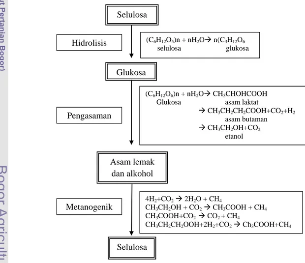 Gambar 2. Tahap Pembentukan Biogas Selulosa Glukosa Asam lemak dan alkohol Selulosa (C6H12O6)n + nH2O CH3 CHOHCOOH       Glukosa asam laktat 