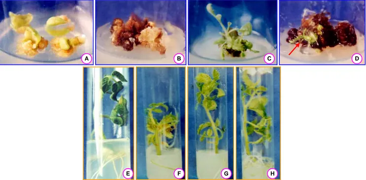 Gambar 1.  Kalus tomat berumur 3 minggu pada medium kontrol/tanpa Al (A) dan medium yang mengandung 220 µM AlCl 3  (B); regenerasi tunas 