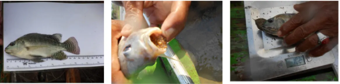 Gambar 6 : Hasil monitoring ikan yang tertangkap pada habitat buatan
