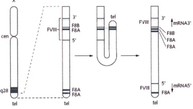 Gambar 2.5. hversi /tip ,ip kromosom X pada Hemofilia A. Cross'over terjadi antarakopi F8A dalam gen F VIII dengian satu dari dua kopi telomerik