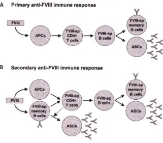 Gambar 2.7. Respons imun terhadap Faktor VIII pada pasien hemofilia A.13A. Respons imun primer B