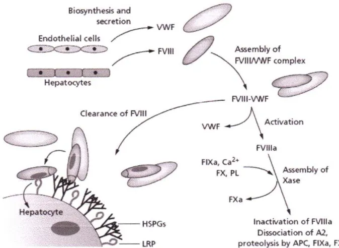 Gambar 2.3.Siklus hidrp Faklor VIII. Faltor VIII disintesa oleh beberapa tipe sel terutama olehhepatosi! dan disekesikan