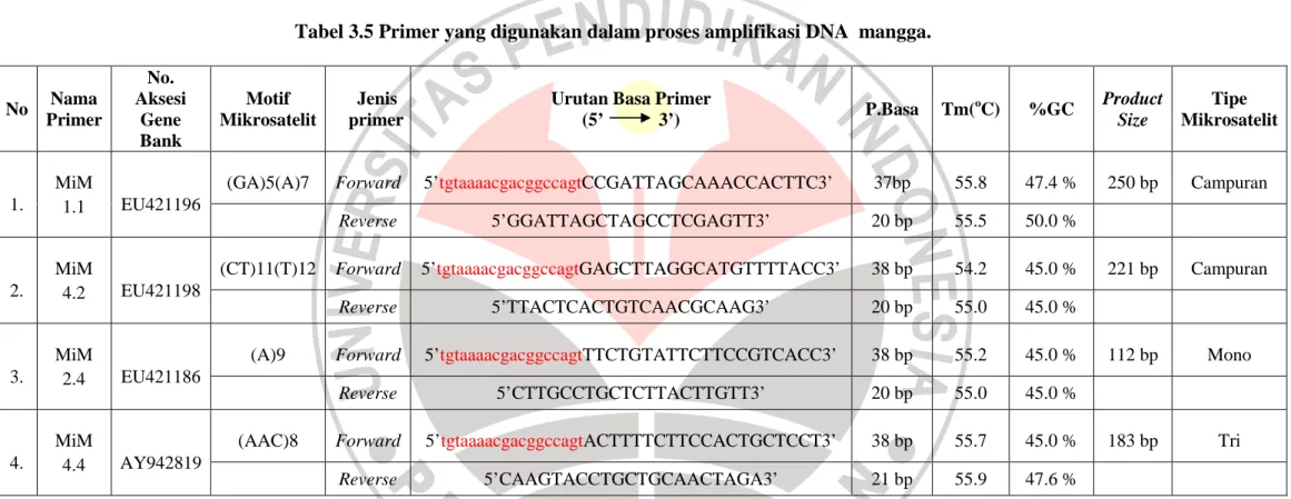 Tabel 3.5 Primer yang digunakan dalam proses amplifikasi DNA  mangga. 