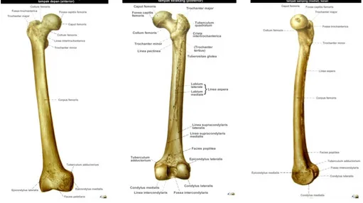Gambar 1. Tulang paha, femur, tampak depan, belakang, medial *Dikutip dari kepustakaan  4,5