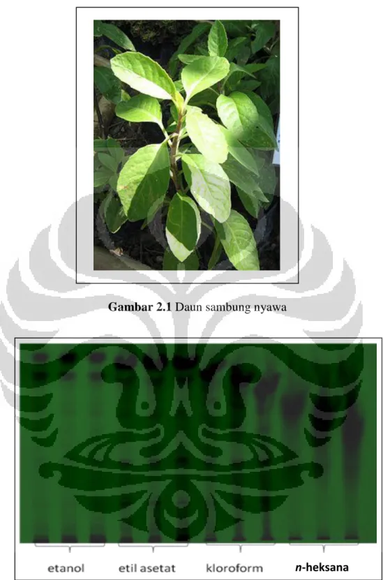 Gambar 2.1 Daun sambung nyawa 