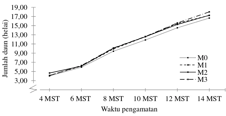 Grafik perkembangan jumlah daun kakao umur 4-14 MST dengan 