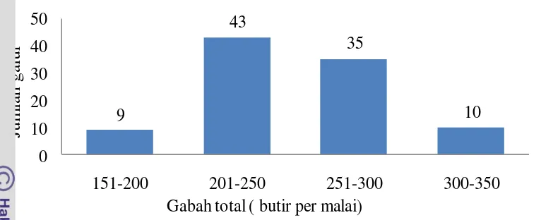 Gambar 9. Sebaran jumlah galur padi berdasarkan jumlah gabah total per malai 