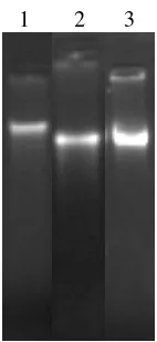 Gambar 2 Hasil amplifikasi gen COI pada gel agarosa 1.2%. 1= marker 100 bp, 2-6= AB1, AB2, AB4, AB12, AD4